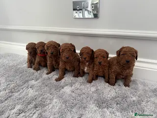 Cockapoo dogs ✨ Stunning F1b Cockerpoo Puppies Available ✨ - Advert 16