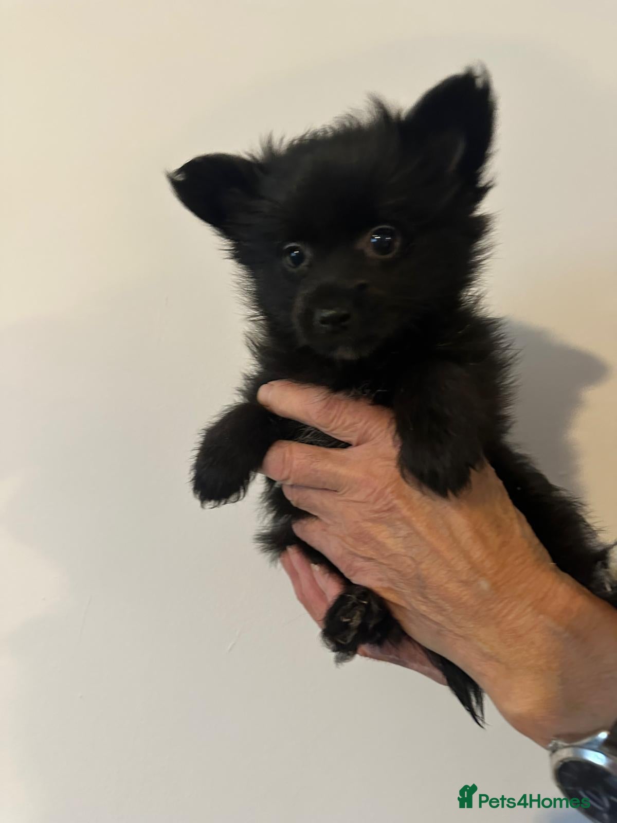 Mixed Breed dogs for sale: Pomeranian x Yorkshire Terrier puppies  - Advert 1