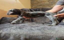 German Wirehaired Pointer dogs for sale: GWP Pups for sale field bloodlines land waterfowl  in Preston - Image 8