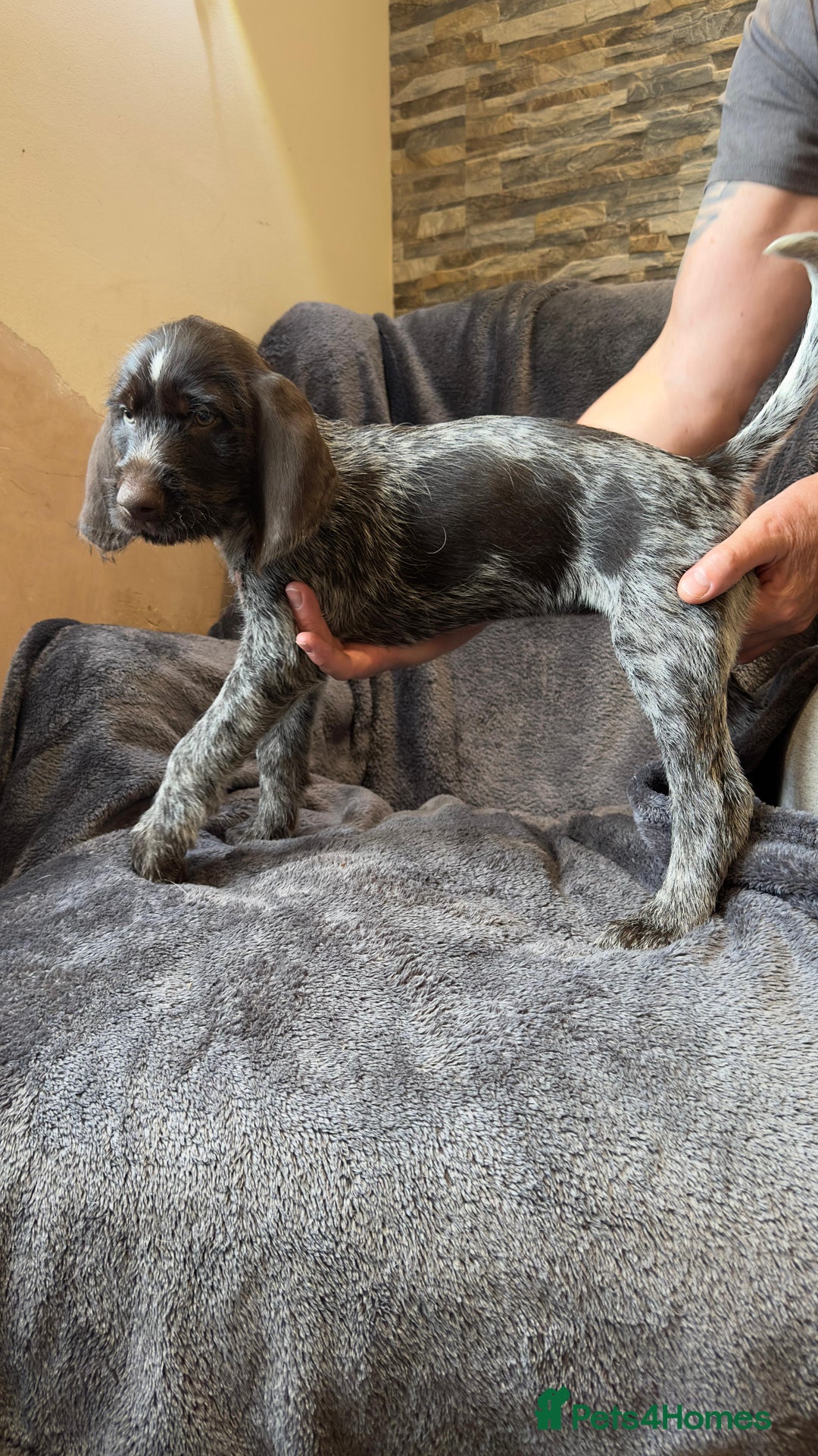 German Wirehaired Pointer dogs for sale: GWP Pups for sale field bloodlines land waterfowl  in Preston - Image 8