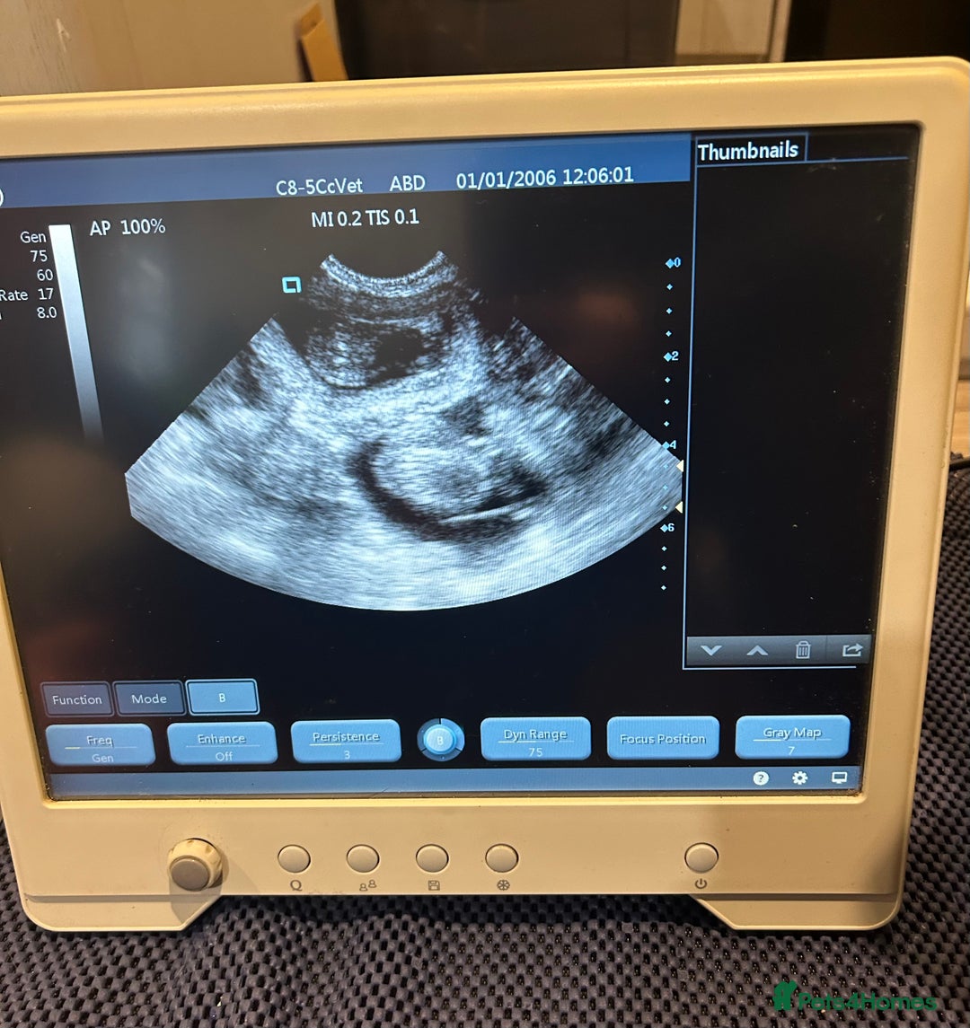 Cavapoo dogs for sale: Extensively Health Tested Cavapoo Pups - List Open - Advert 2