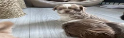 Shih Tzu dogs for sale: 🐶💕 BEAUTIFUL SHIH TZU PUPPIES – 7 GIRLS! 💕🐶 - Advert 21