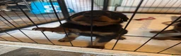 Rottweiler dogs for sale: Beautiful Rottweiler puppies  in Mablethorpe - Advert 27