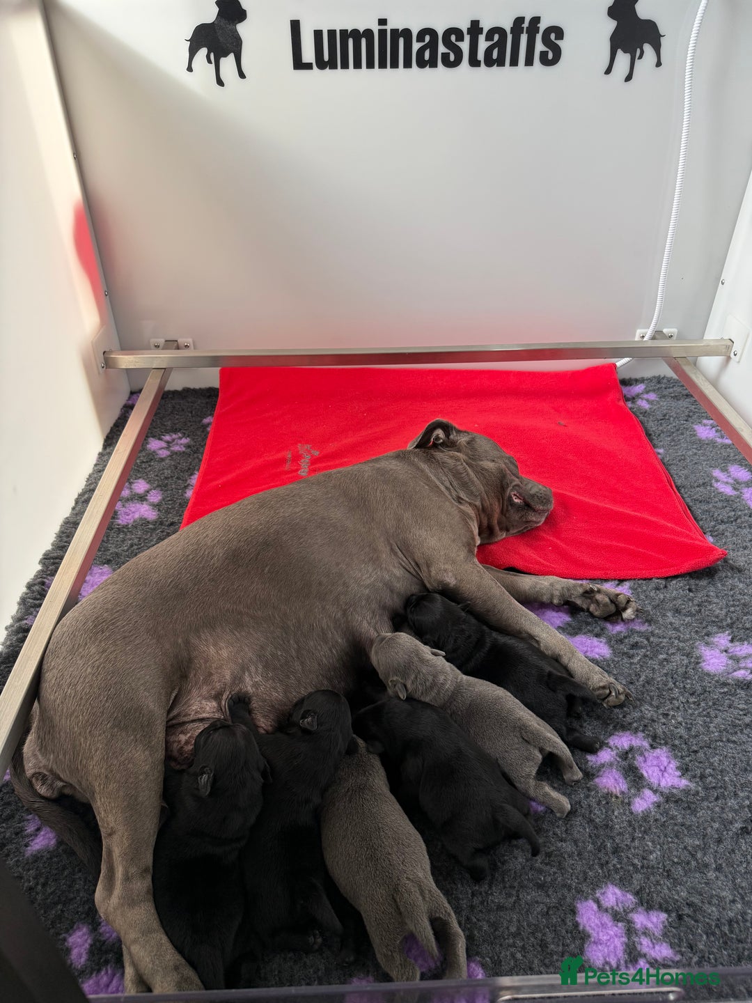 Staffordshire Bull Terrier dogs for sale: KC Registered Mr T & Luminastaffs Puppies - Image 6