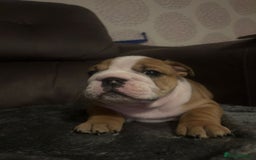 English Bulldog dogs for sale: 2 Beautiful Red & White English Bulldogs - Image 17
