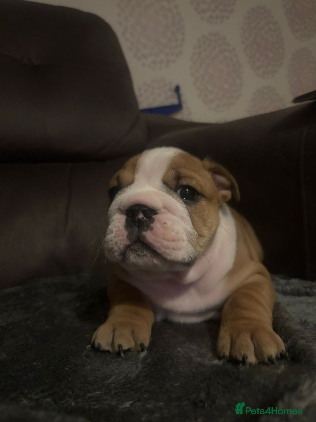 English Bulldog dogs for sale: 2 Beautiful Red & White English Bulldogs - Image 17