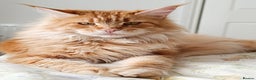 Maine Coon cats for sale: Boy, male Maine Coon  - Advert 3