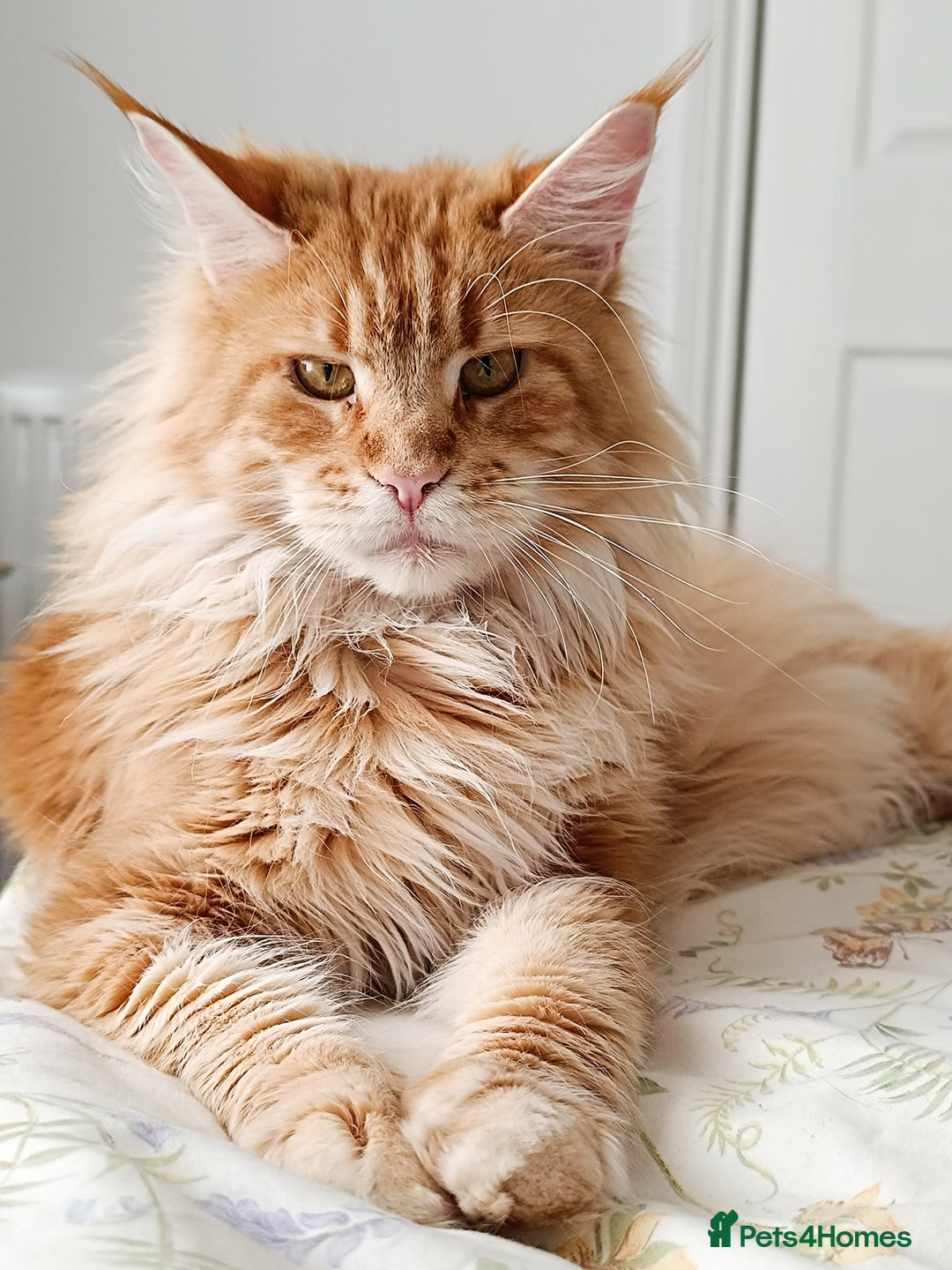 Maine Coon cats for sale: Boy, male Maine Coon  - Advert 3