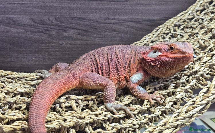 Bearded Dragon reptiles - Advert 1