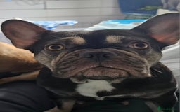 French Bulldog dogs for sale: Beautiful French Bulldog - Image 4