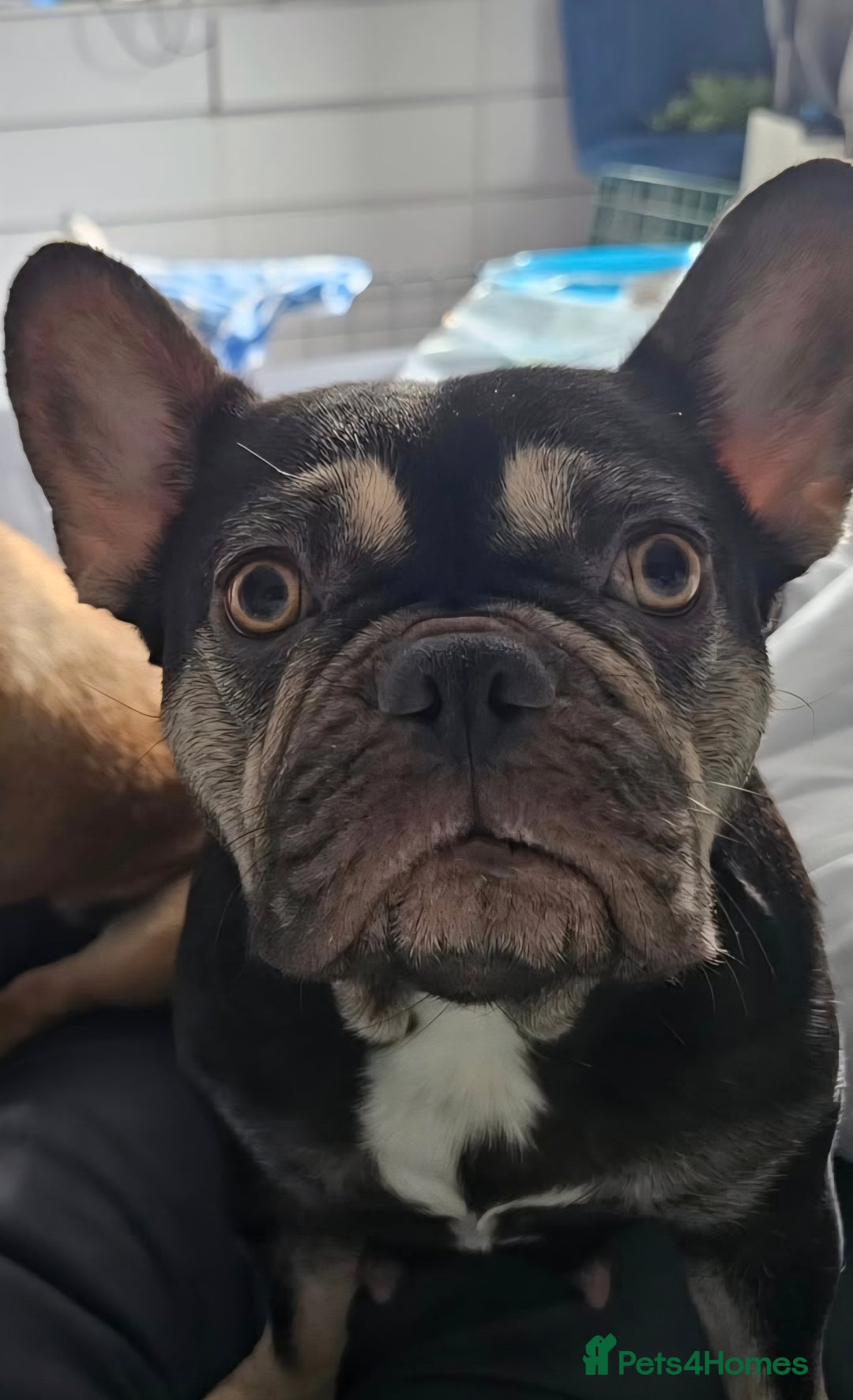 French Bulldog dogs for sale: Beautiful French Bulldog - Image 4