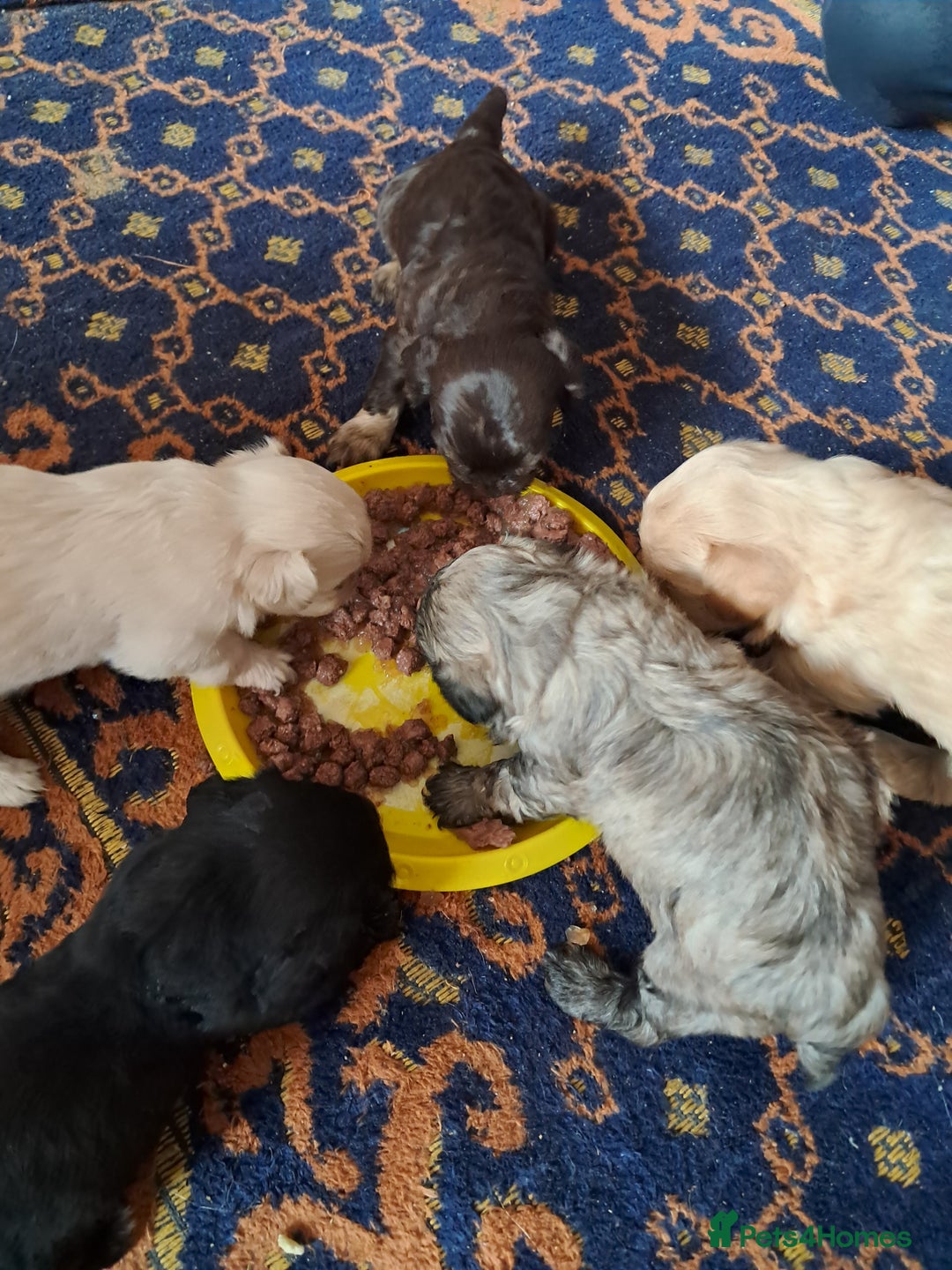Mixed Breed dogs for sale: Cross puppies for sale  - Image 8