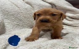 Labrador Retriever dogs for sale: Labrador Pups - Image 12