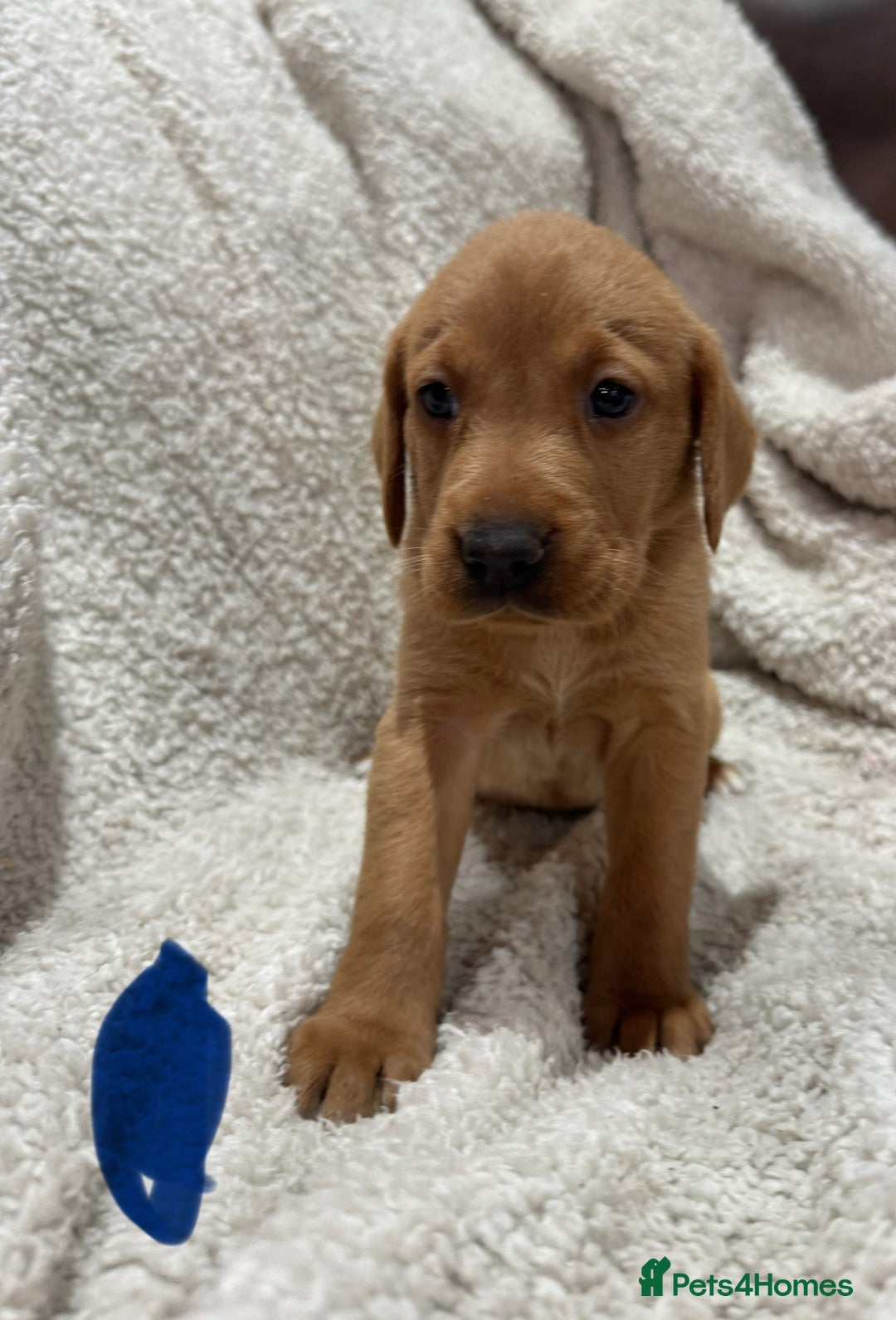 Labrador Retriever dogs for sale: Labrador Pups - Image 12