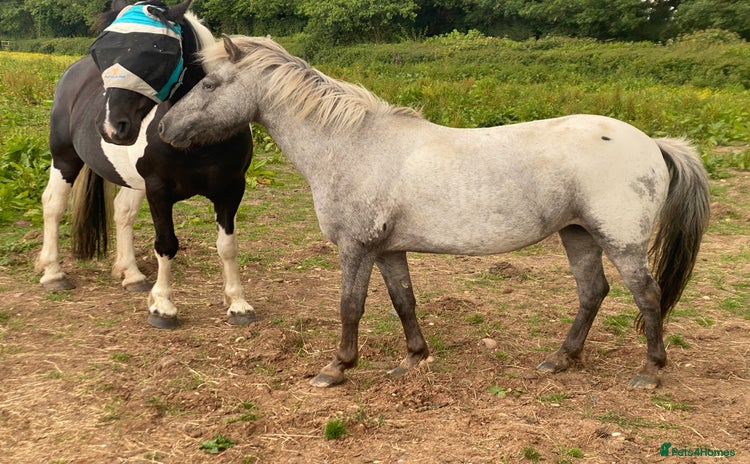 Appaloosa horses - Advert 3