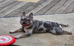 French Bulldog dogs for sale: French bulldog  - Image 3