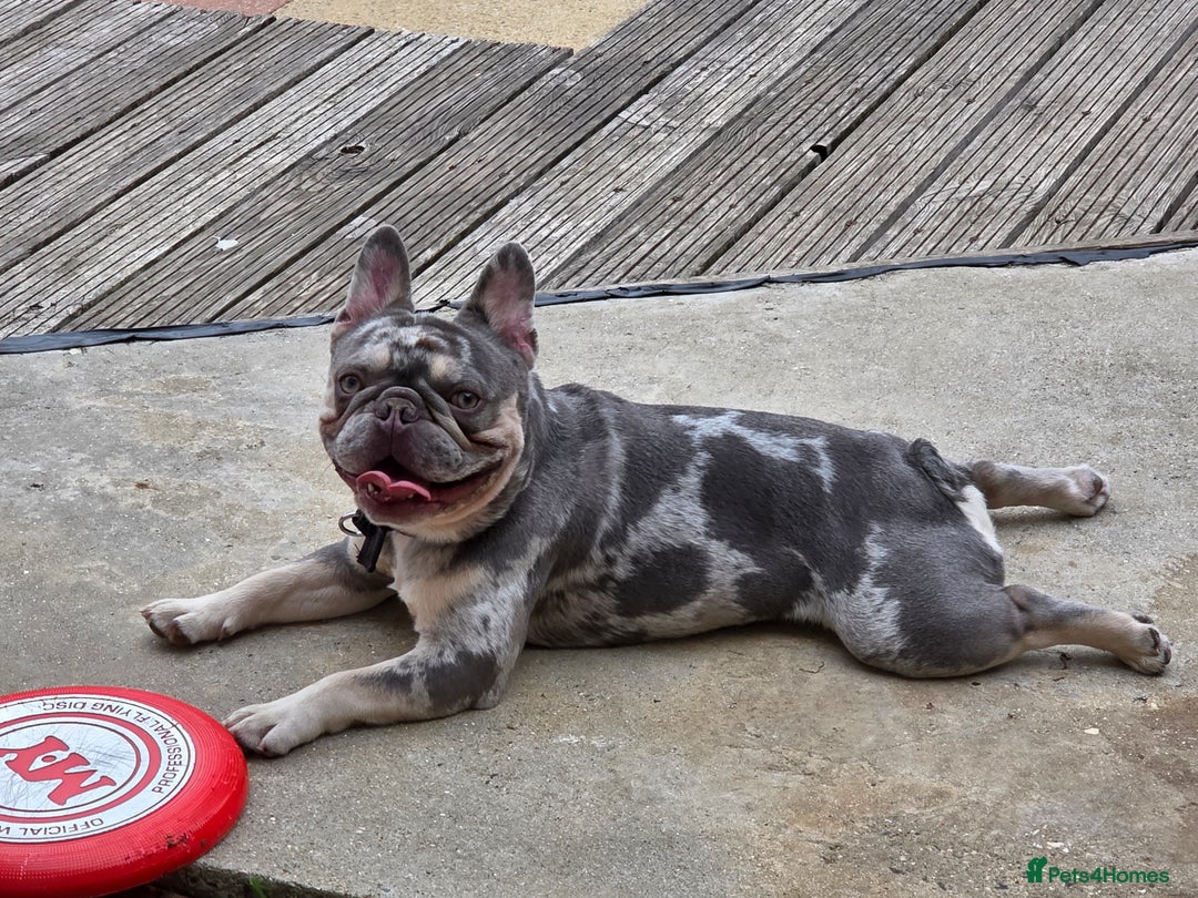 French Bulldog dogs for sale: French bulldog  - Image 3