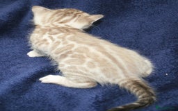 Bengal cats for sale: TICA Registered Bengal Kittens–Ready Nov 2025 🐾 - Image 12