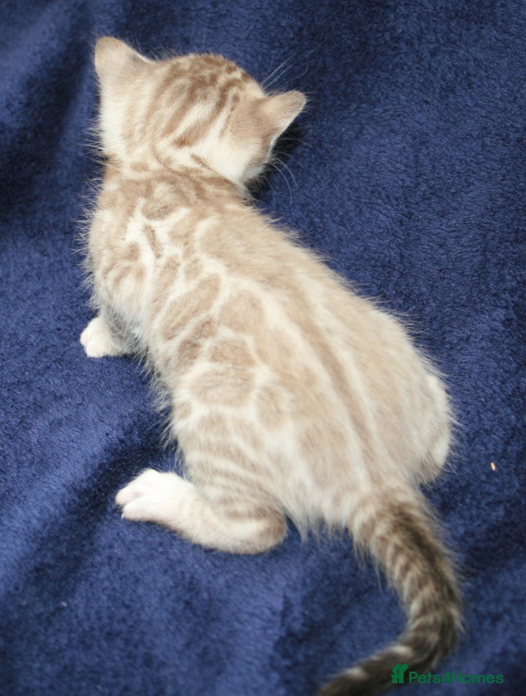 Bengal cats for sale: TICA Registered Bengal Kittens–Ready Nov 2025 🐾 - Image 12