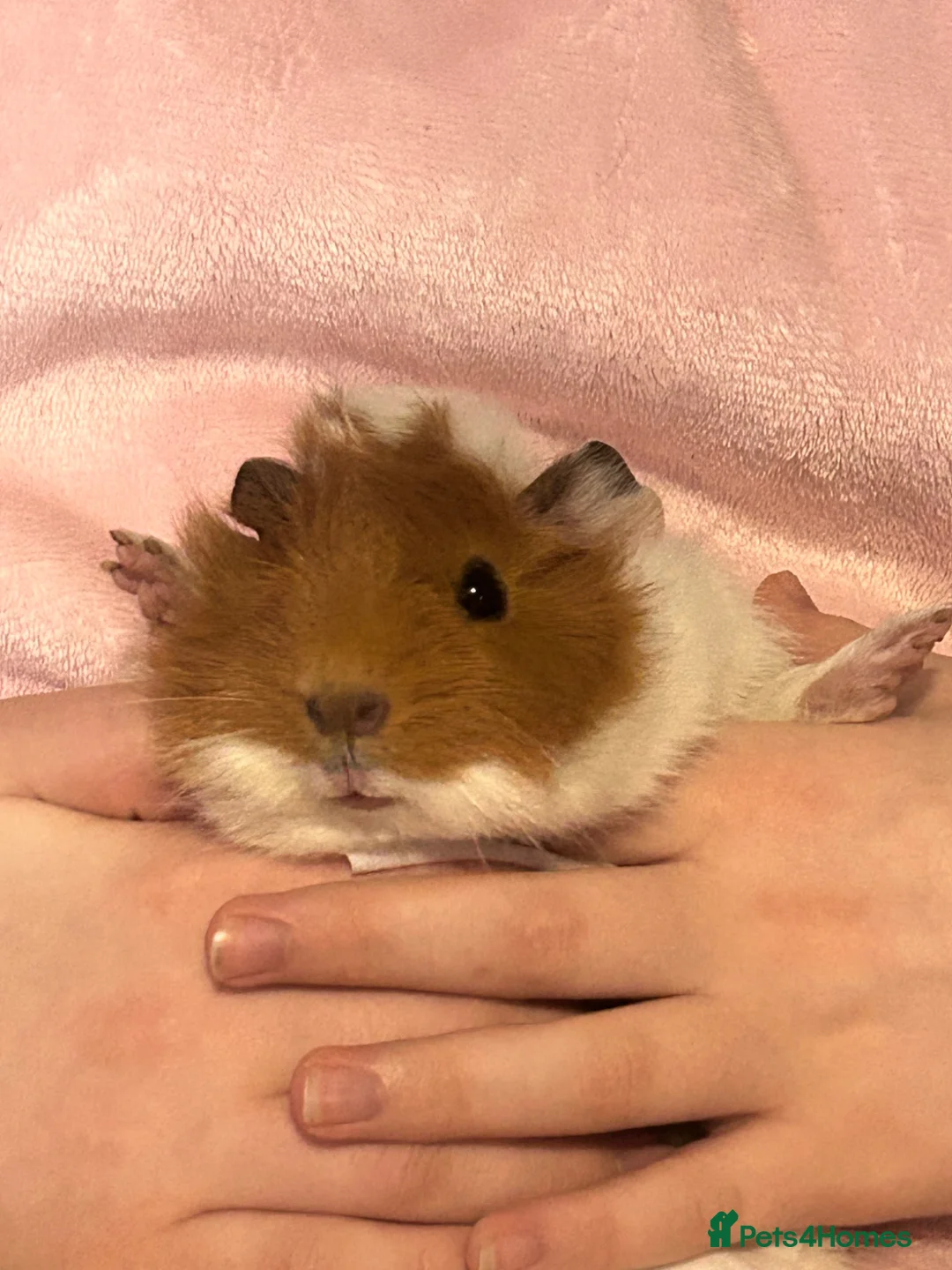Guinea Pig rodents for sale: 2 bonded Female Guinea Pigs - 9 months old  in Braintree - Advert 2