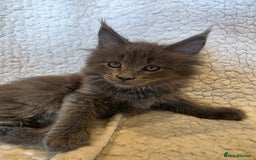 Maine Coon cats for sale: 4 x large bundles of fun - Image 6