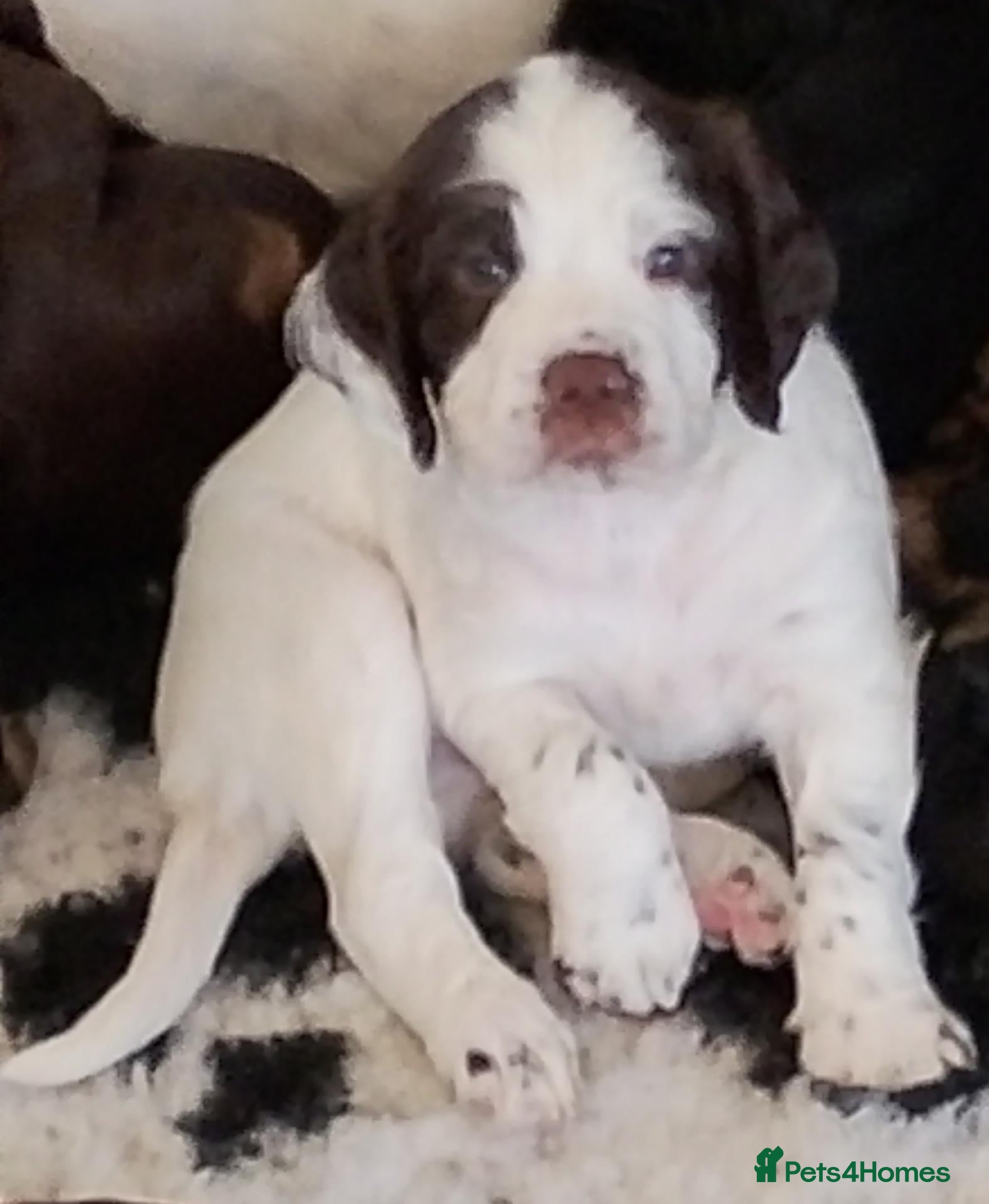 Sprocker dogs Gorgeous Sprocker Spaniel Puppies - Advert 1