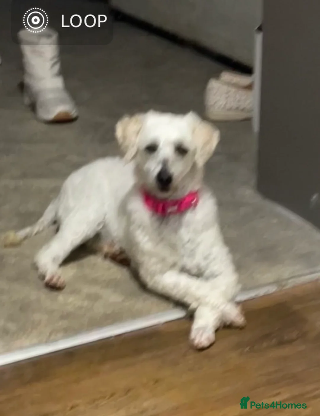 Miniature Poodle dogs for sale: KC Full miniature poodle  - Advert 2