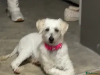 Miniature Poodle dogs miniature poodle, female - Advert 5