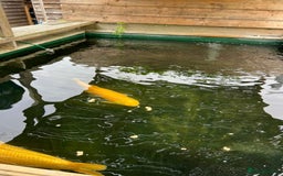 Koi Carp fish for sale: Two Koi Carp - Image 2