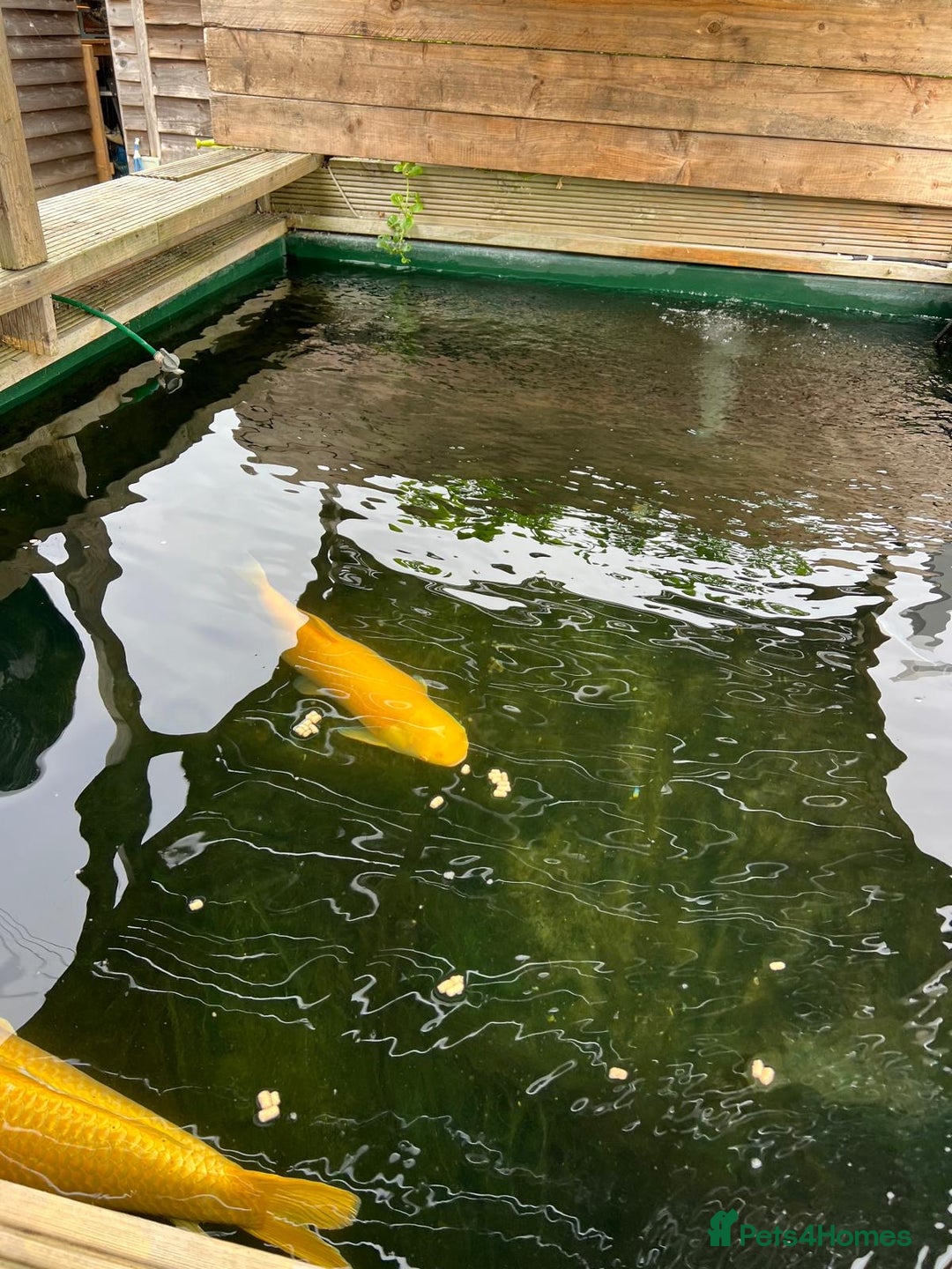 Koi Carp fish for sale: Two Koi Carp - Image 2