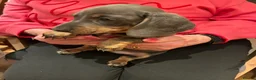 Miniature Dachshund dogs for sale: Magnificent dachshund puppies for sale  - Advert 13
