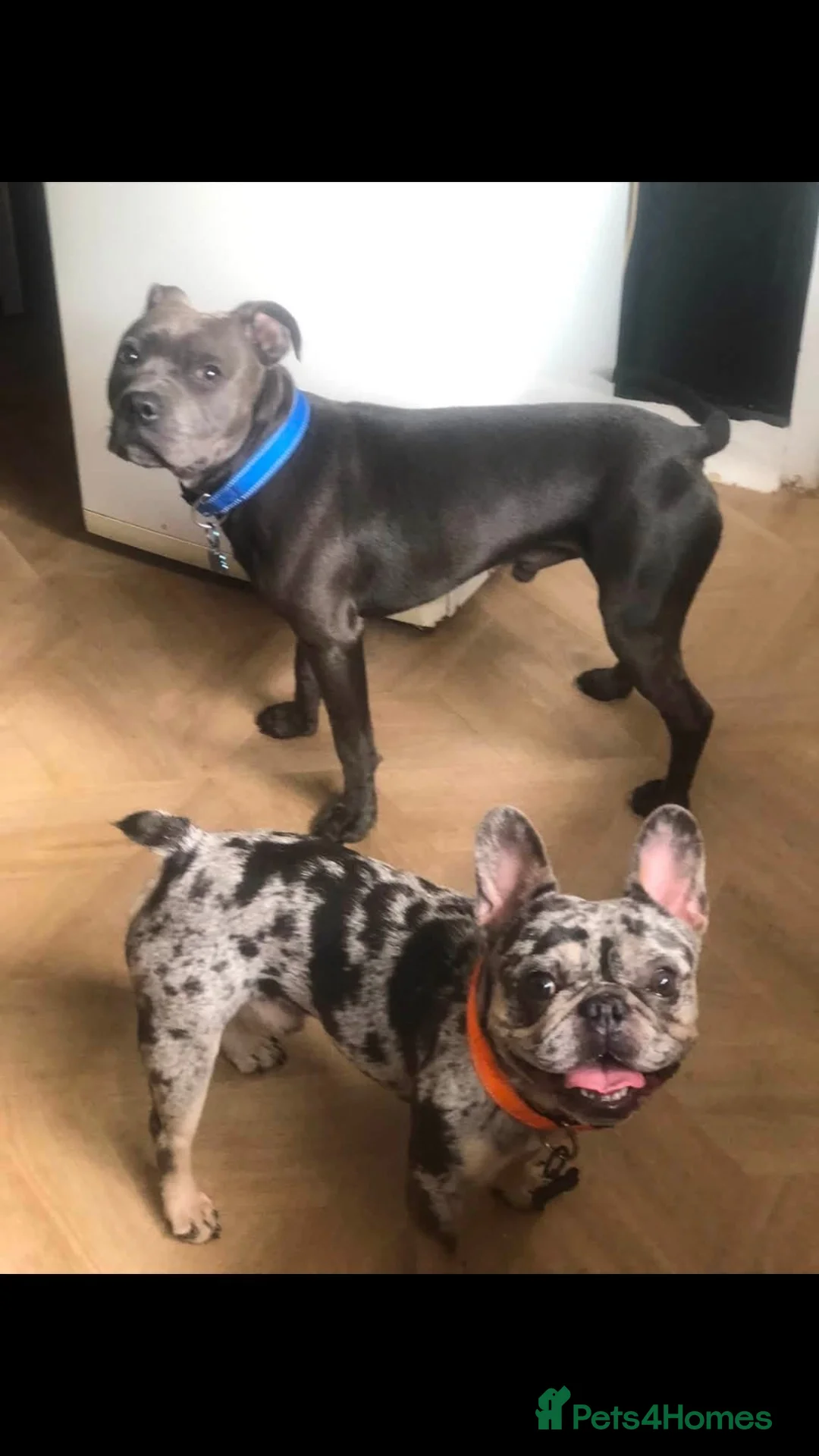 French Bulldog dogs for sale: Merle frenchie  - Advert 6