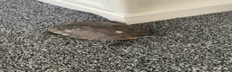 Terrapin reptiles for sale: Yellow belly river terrapins  in Port Talbot - Advert 4