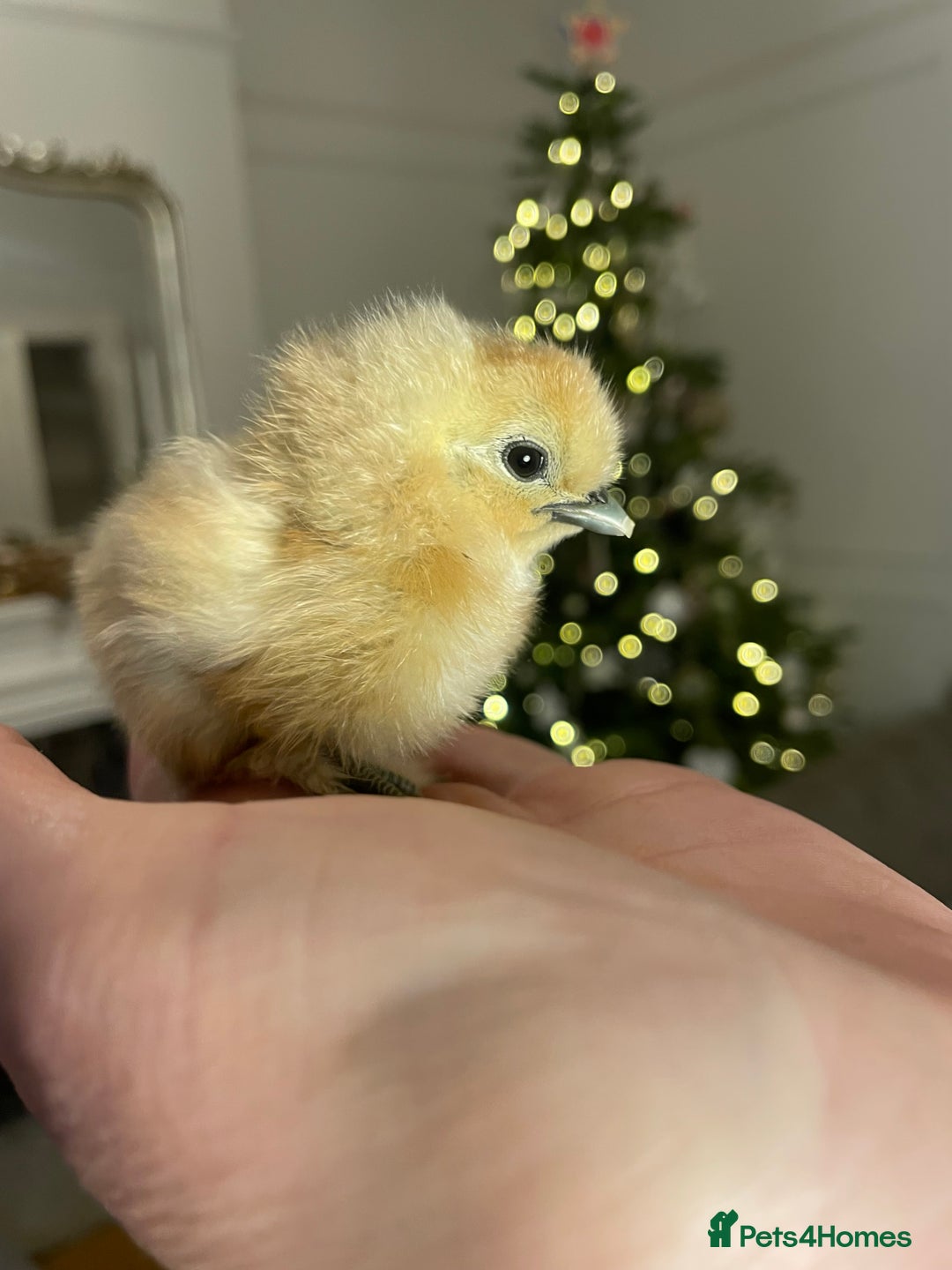 Chickens poultry for sale: ✨🤍Day Old Silkie chicks 🤍✨ - Advert 2