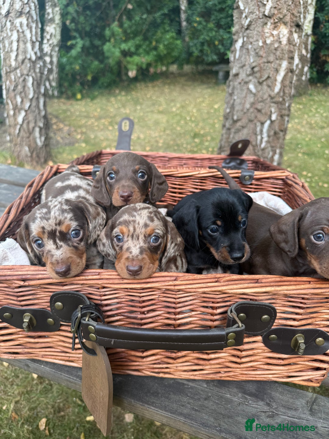 Miniature Dachshund dogs for sale: 🐾 Adorable Miniature Dachshund Puppies For Sale   - Image 3