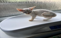 Devon Rex cats for sale: Quintelin Devon Rex - Image 5