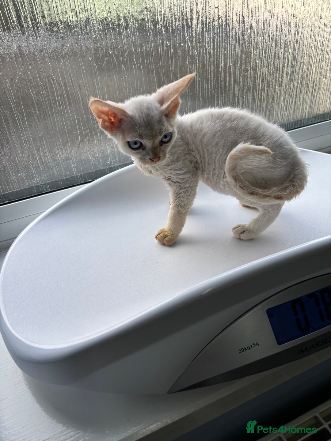 Devon Rex cats for sale: Quintelin Devon Rex - Image 5