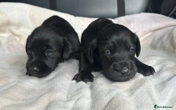 Mixed Breed dogs for sale: SCHNOXIES (MINI DAXI CROSS MINI SCHNAUZER) - Image 7