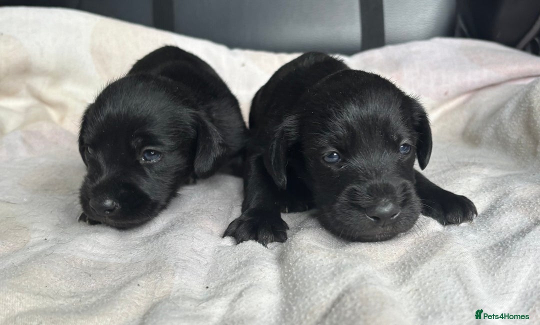 Mixed Breed dogs for sale: SCHNOXIES (MINI DAXI CROSS MINI SCHNAUZER) - Image 7