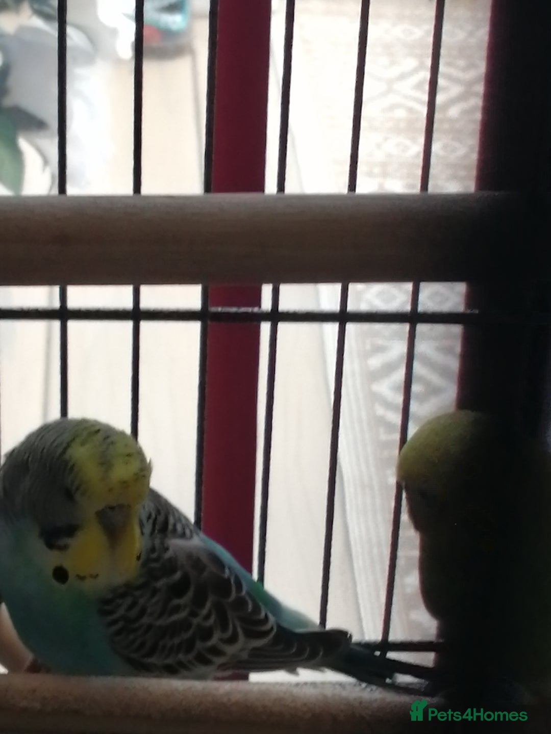 Budgerigars birds for sale: budgies for sale - Advert 5