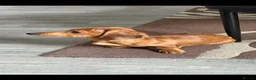 Miniature Dachshund dogs for sale: Miniature Dachshund  - Advert 5