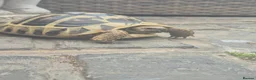 Tortoise reptiles for sale: Tortoise  in Coatbridge - Advert 2