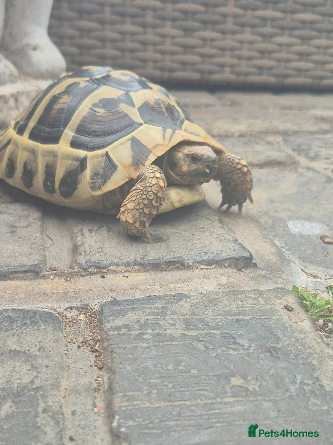 Tortoise reptiles for sale: Tortoise  in Coatbridge - Advert 2