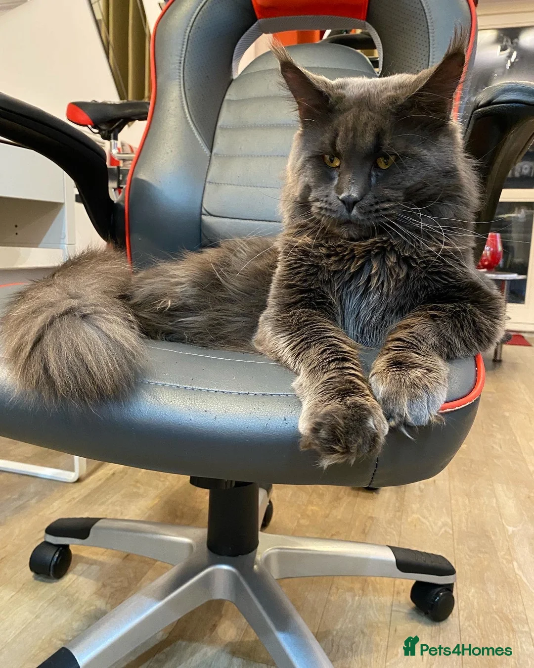 Maine Coon cats for stud: SOLID*BLUE*MAINE*COON*Russian*🇷🇺*Line*for STUD. in London - Advert 6