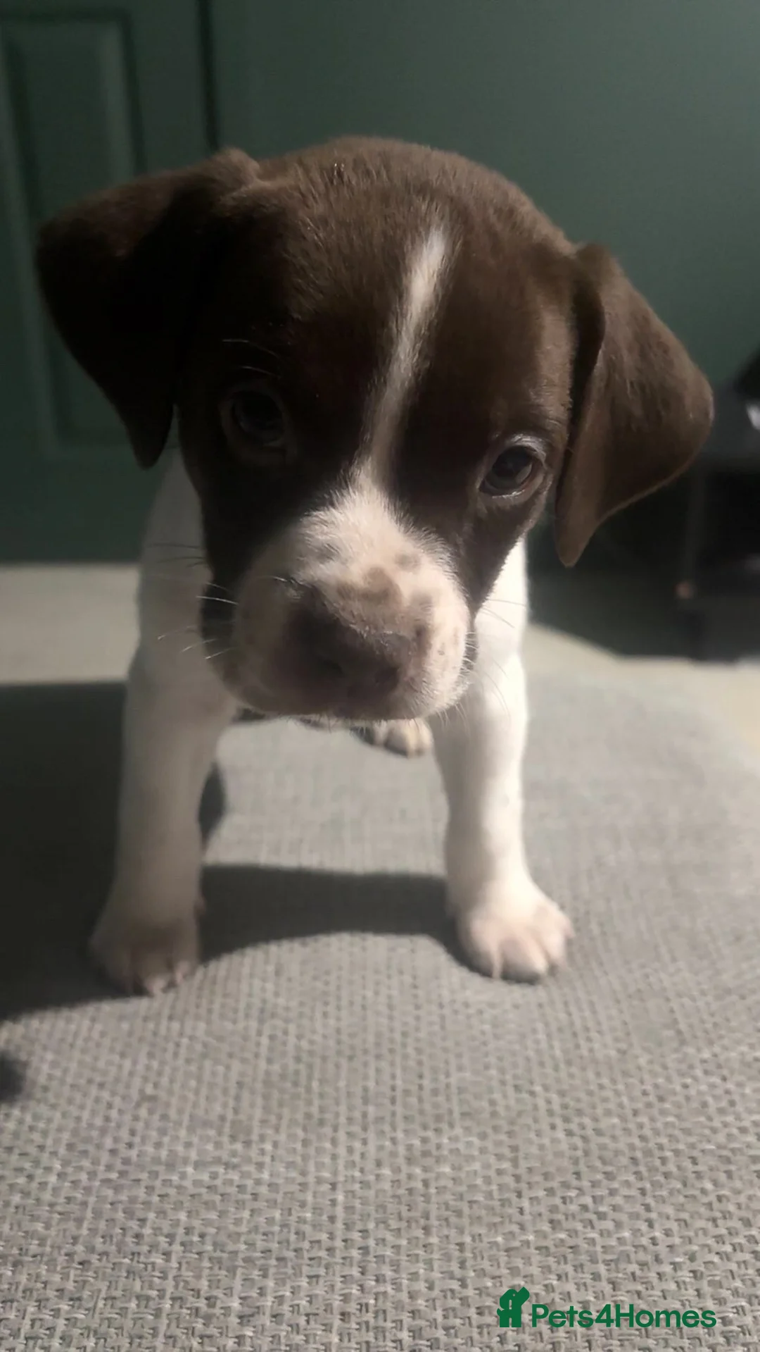 Mixed Breed dogs for sale: ‼️American bully x springer spaniel puppies ‼️  - Advert 19