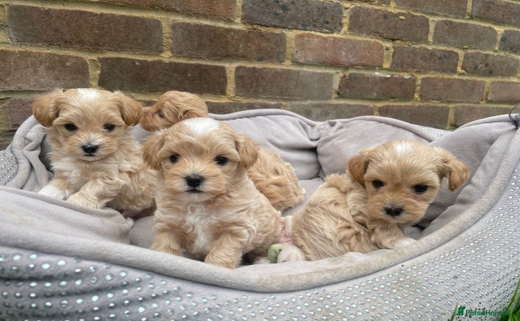 Maltipoo dogs - Advert 11