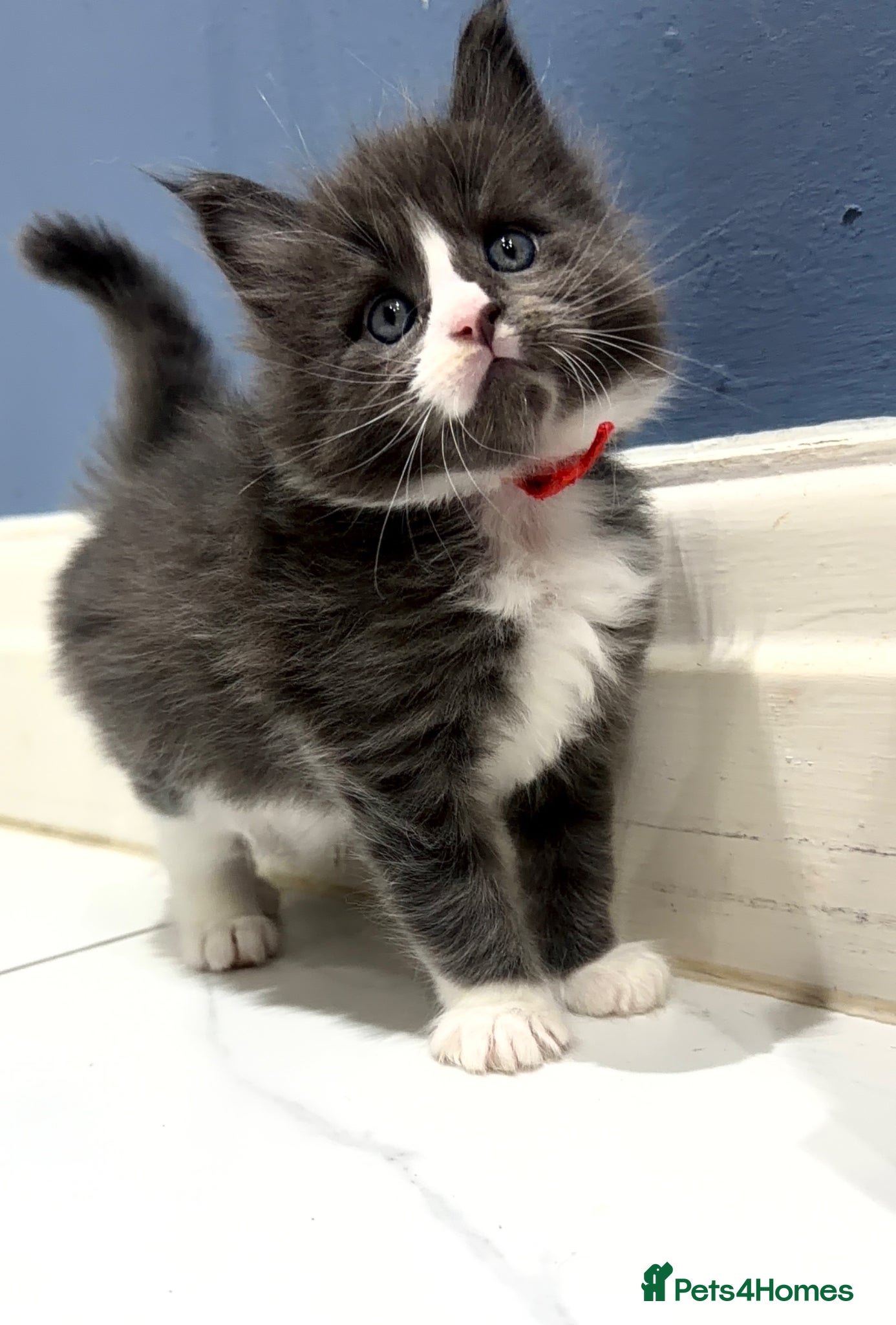 Maine Coon cats 3 gorgeous Maine Coon kittens - Advert 8