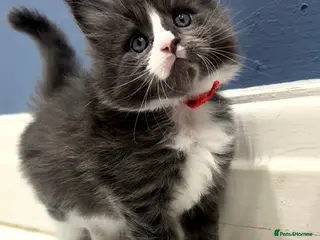 Maine Coon cats 3 gorgeous Maine Coon kittens - Advert 8