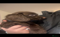 Cocker Spaniel dogs for sale: Cocker Spaniel Puppies🐕🐕 READY 30TH NOVEMBER 💙 - Advert 18