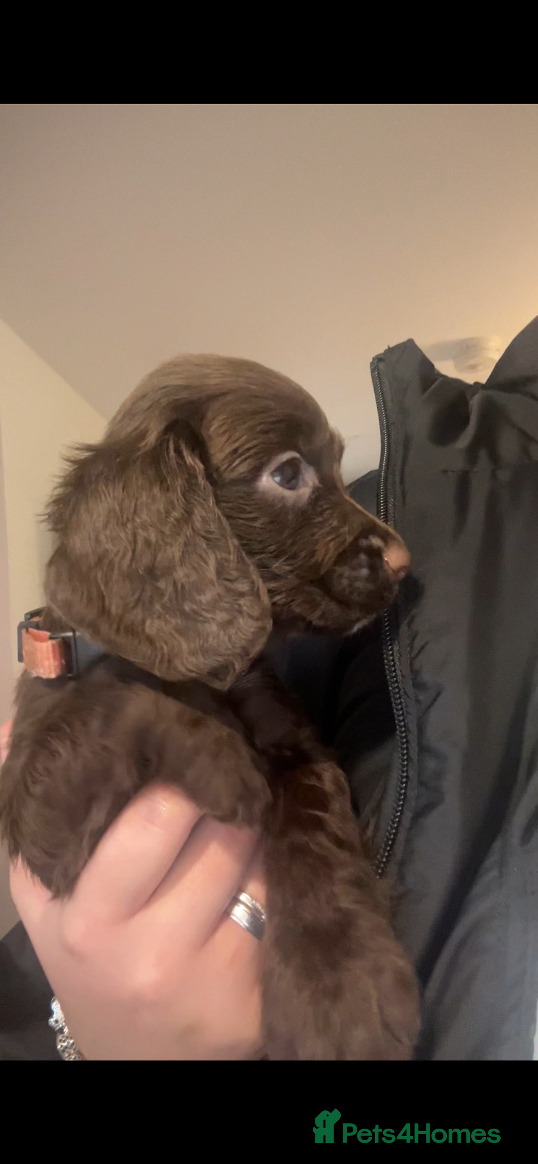 Cocker Spaniel dogs for sale: Cocker Spaniel Puppies🐕🐕 READY 30TH NOVEMBER 💙 - Advert 18